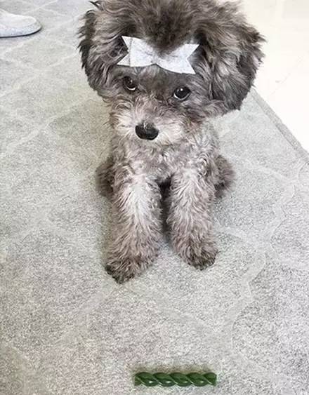 最新狗狗微信群二维码，爱犬人士的共同交流平台