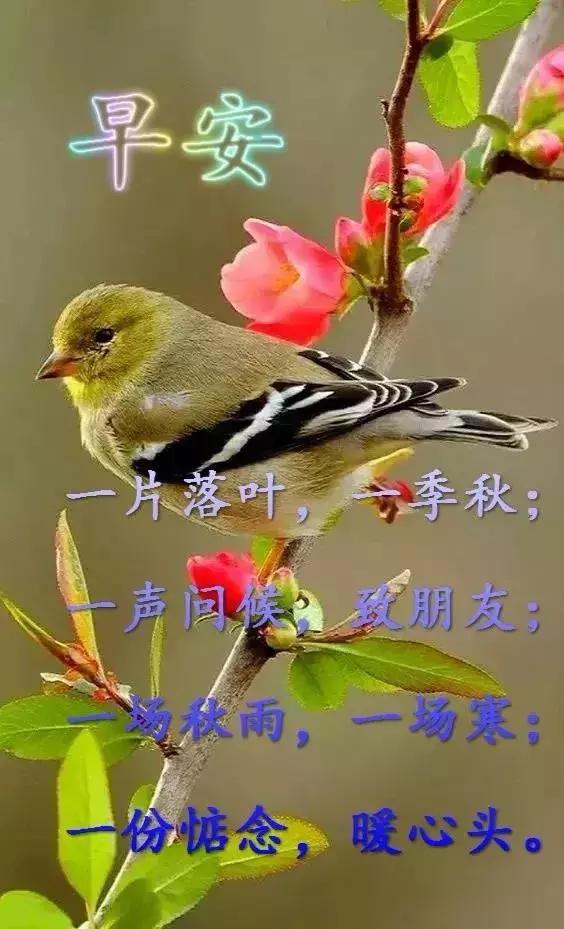 800图库免费资料大全,探索800图库，免费资料大全的奥秘