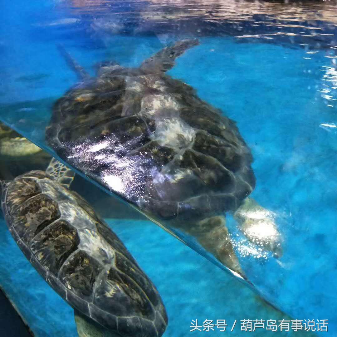 新澳精选资料免费提供,新澳精选资料免费提供，探索知识与信息的海洋